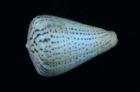 藏品(別緻芋螺)的圖片